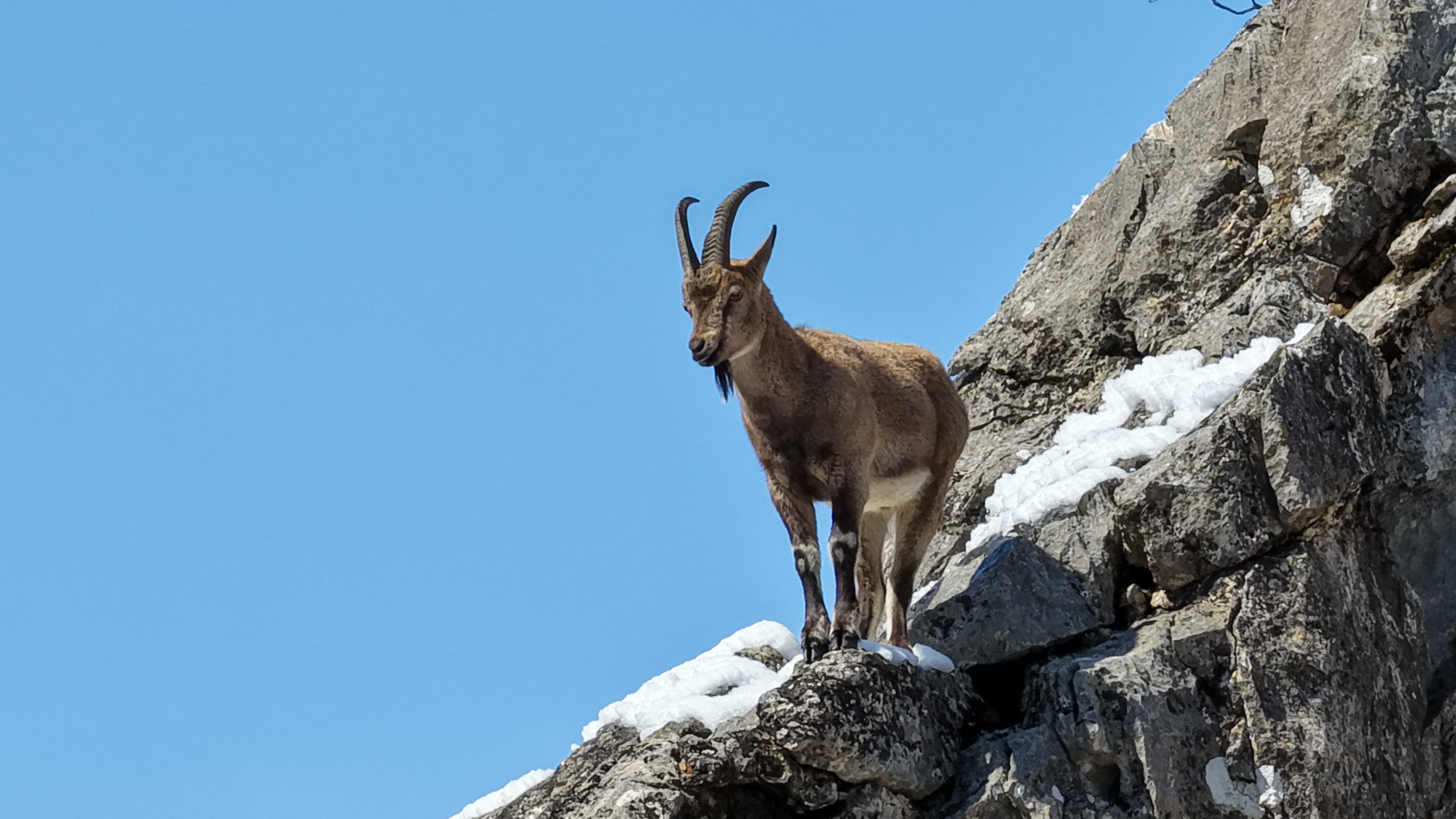 Wild Goat